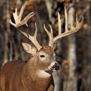 Meet your Posher, Ricky